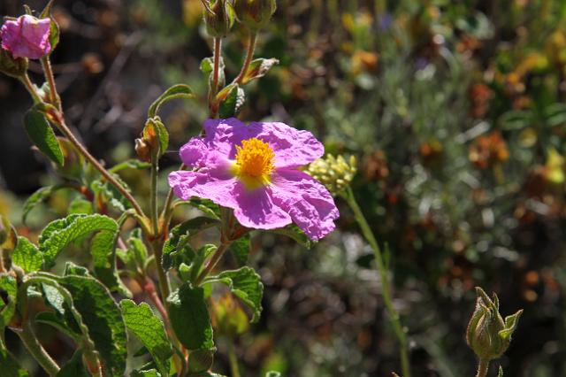 0060 Gorges du Prunelli.JPG